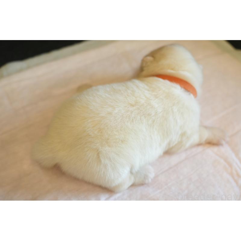 販売中の群馬県のサモエド-411804の5枚目