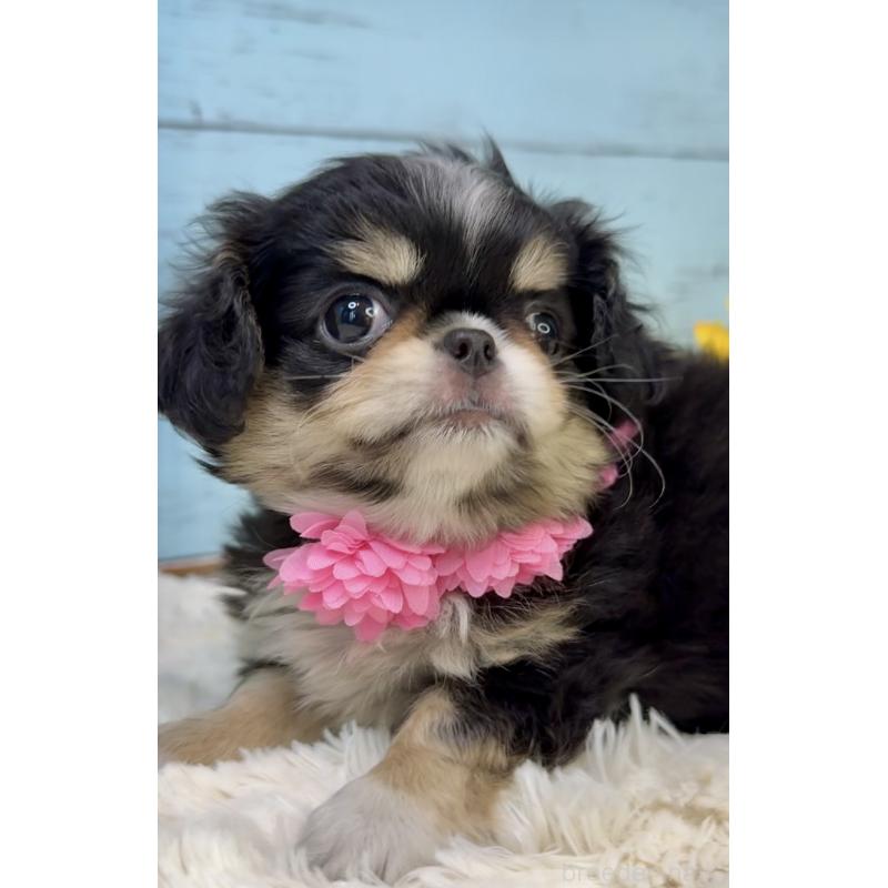 販売中の埼玉県のミックス犬-406508の13枚目