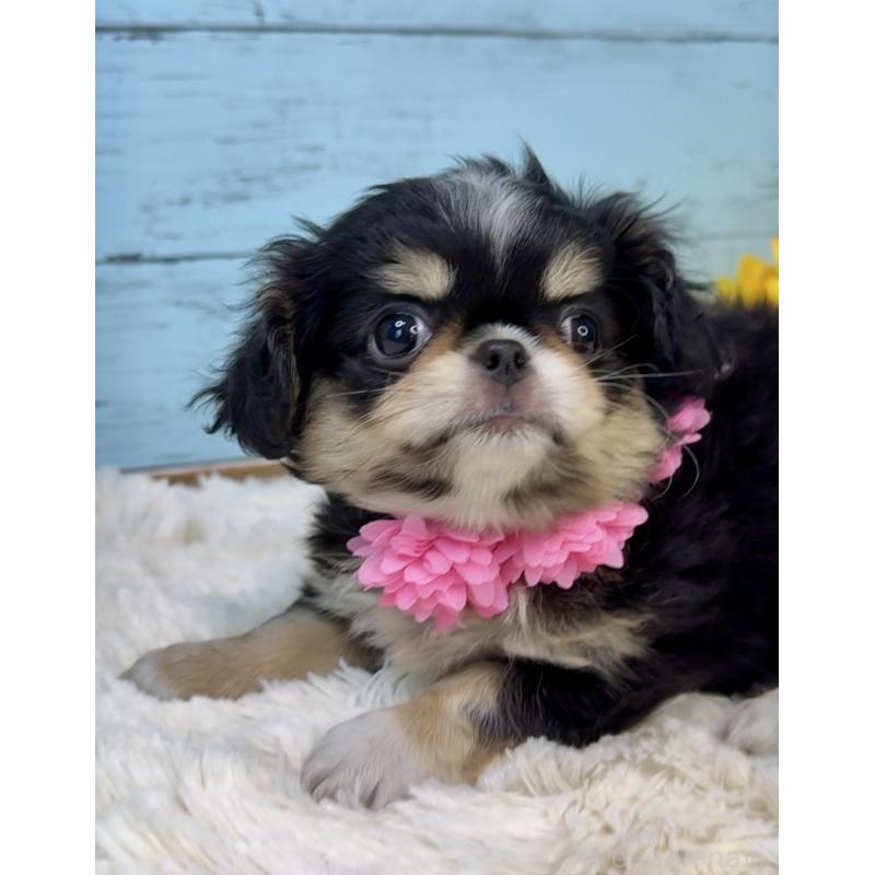 販売中の埼玉県のミックス犬-406508