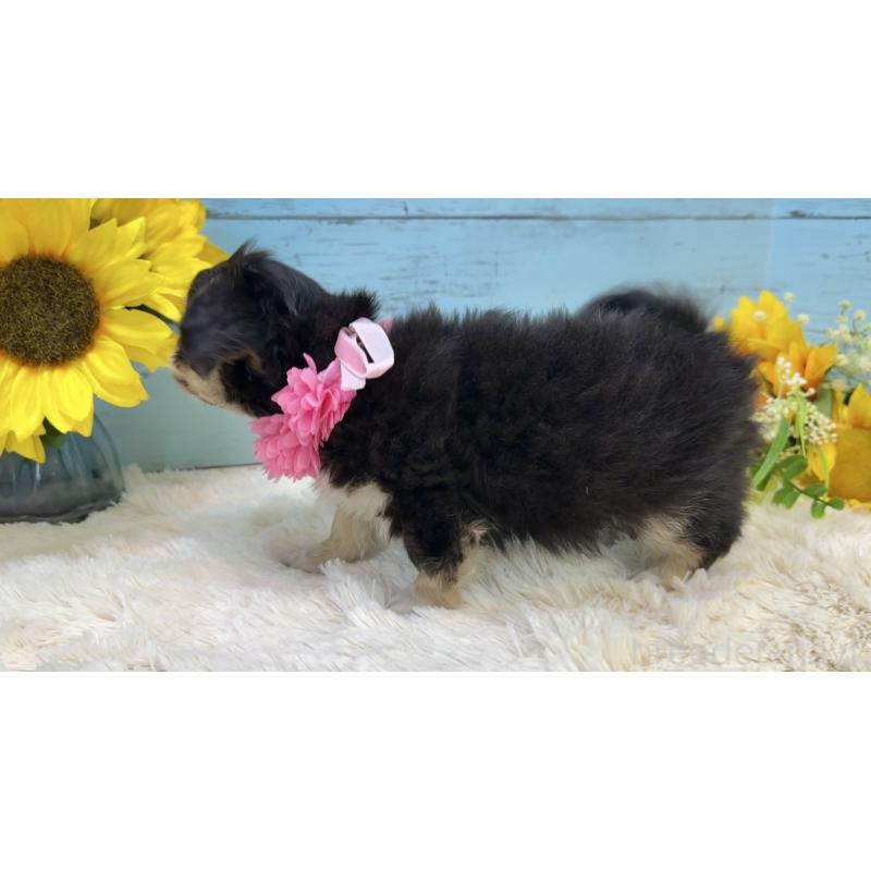 販売中の埼玉県のミックス犬-406508の9枚目