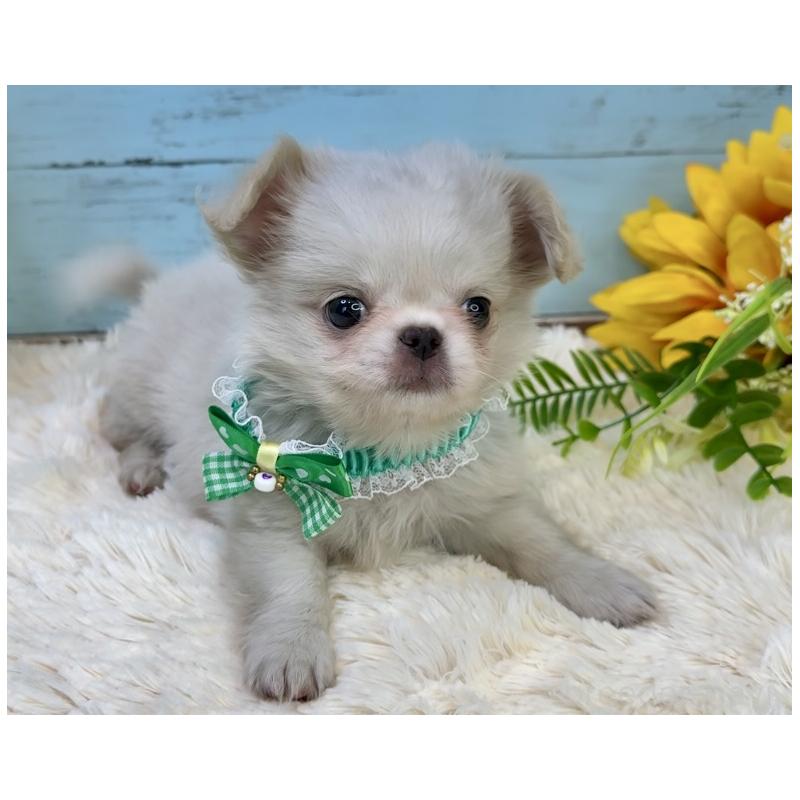販売中の埼玉県のミックス犬-406503の27枚目