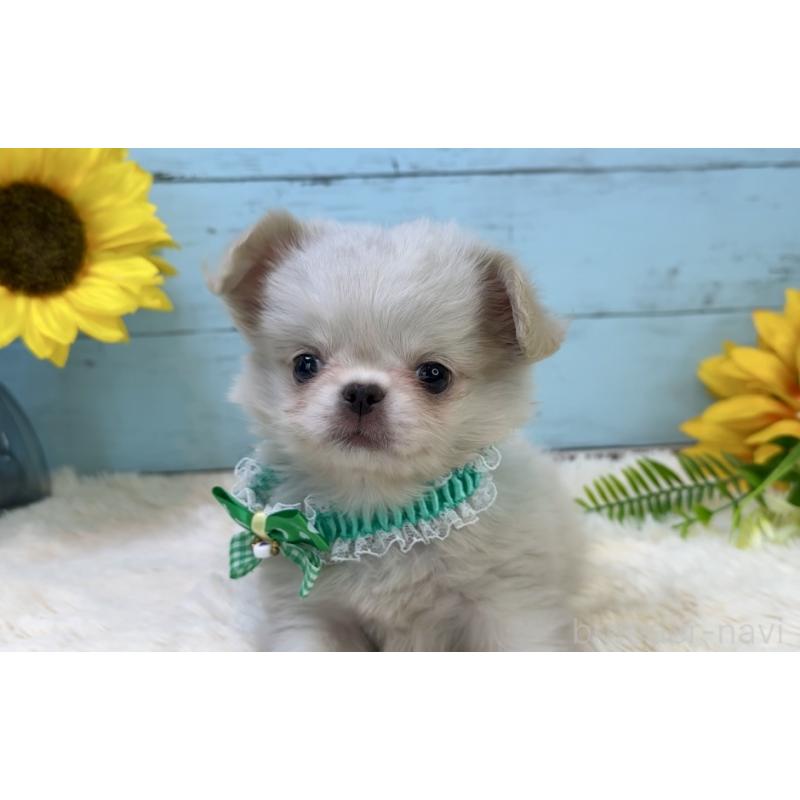 販売中の埼玉県のミックス犬-406503の26枚目