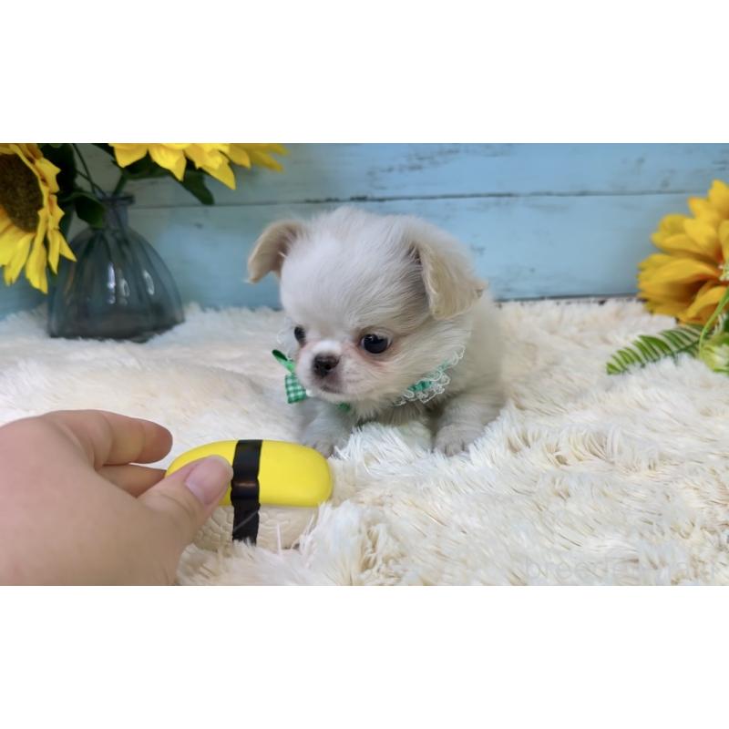 販売中の埼玉県のミックス犬-406503の23枚目