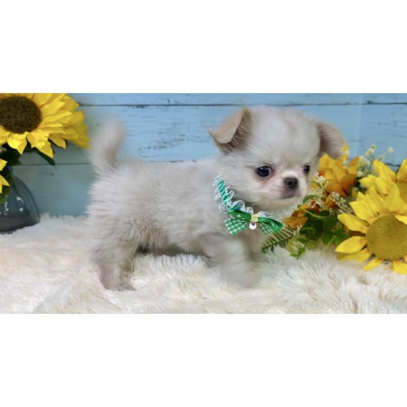 販売中の埼玉県のミックス犬-406503の22枚目