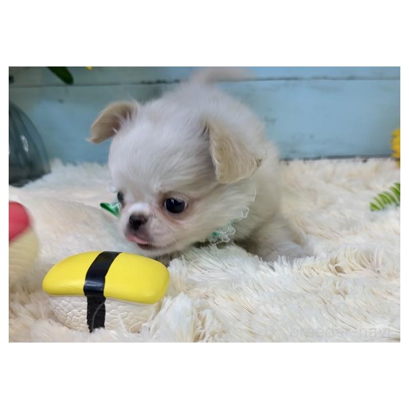 販売中の埼玉県のミックス犬-406503の21枚目