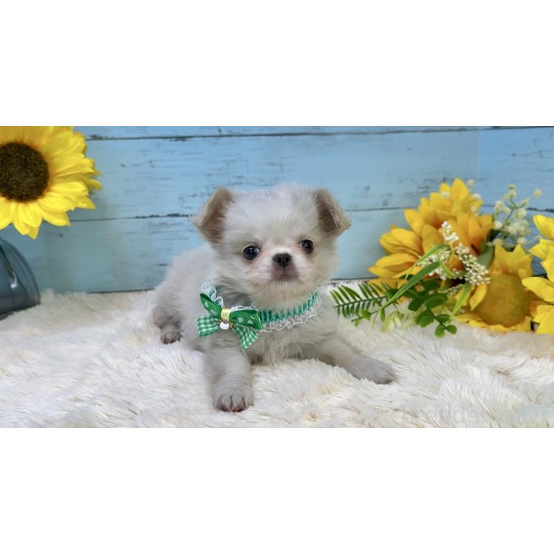 販売中の埼玉県のミックス犬-406503の20枚目