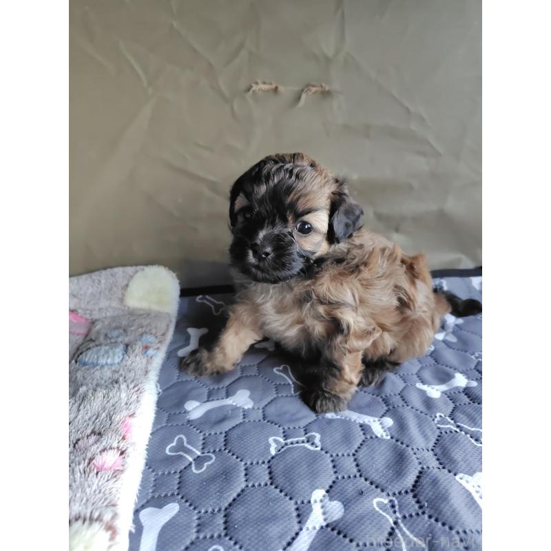 販売中の東京都のミックス犬-411830の5枚目