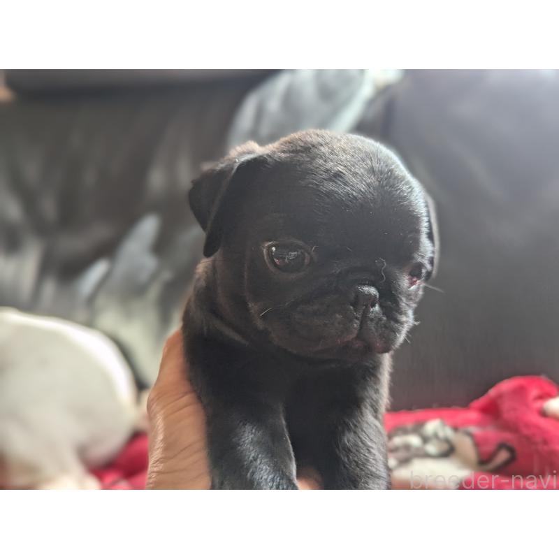 成約済の愛知県のパグ-407256の5枚目