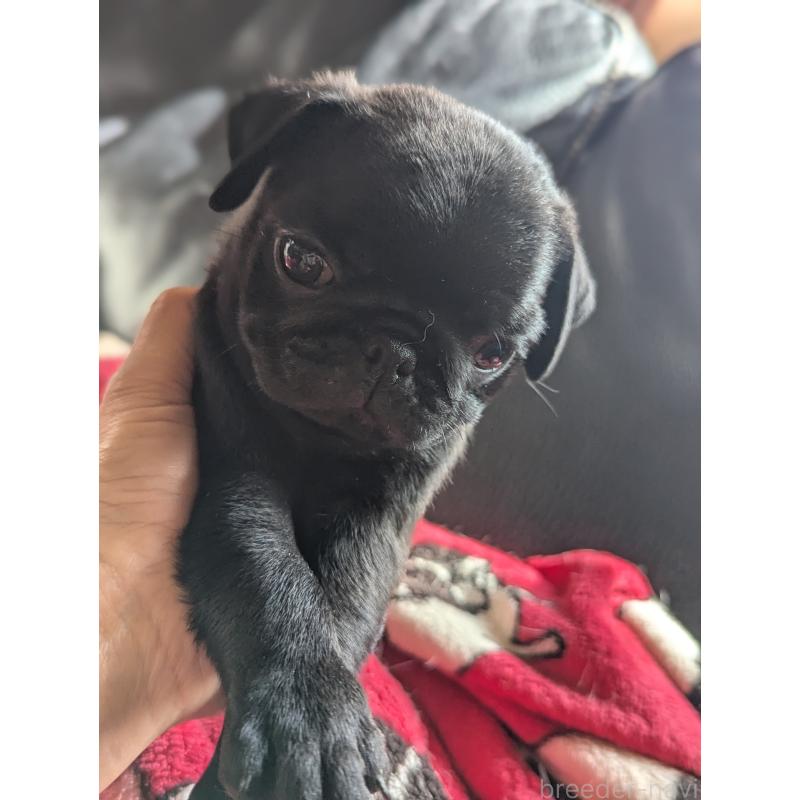 成約済の愛知県のパグ-407256の4枚目