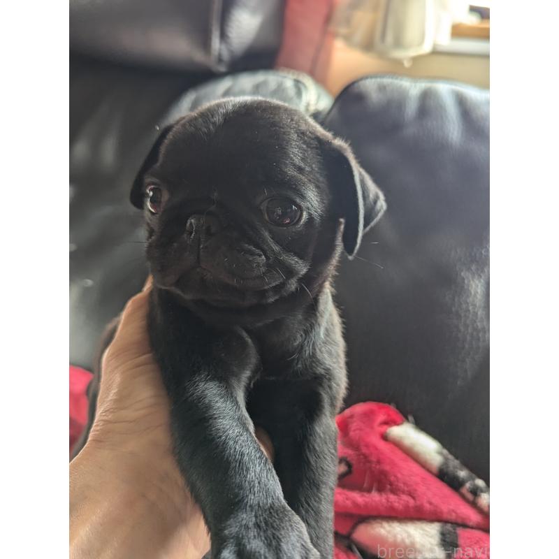 成約済の愛知県のパグ-407256の3枚目