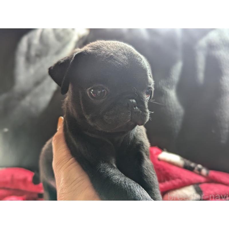 成約済の愛知県のパグ-407256の2枚目