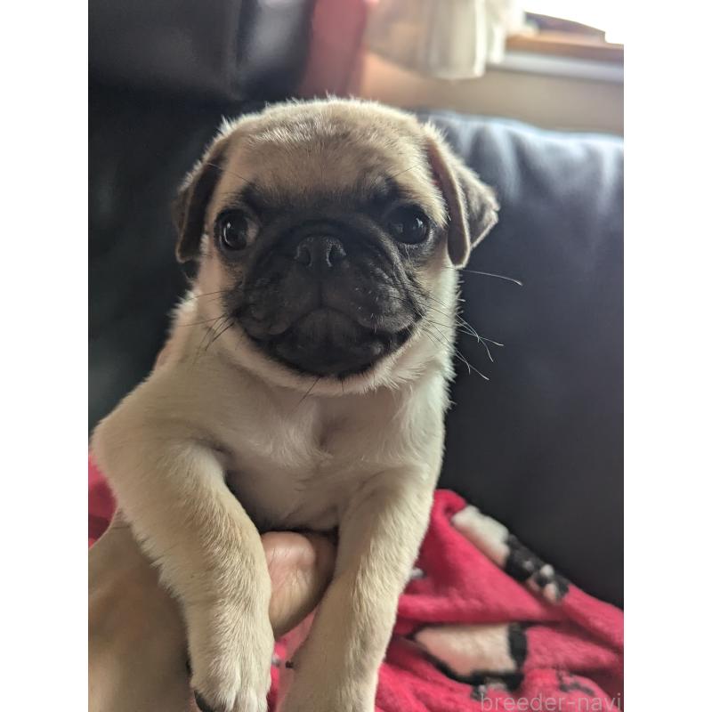 成約済の愛知県のパグ-407254の4枚目