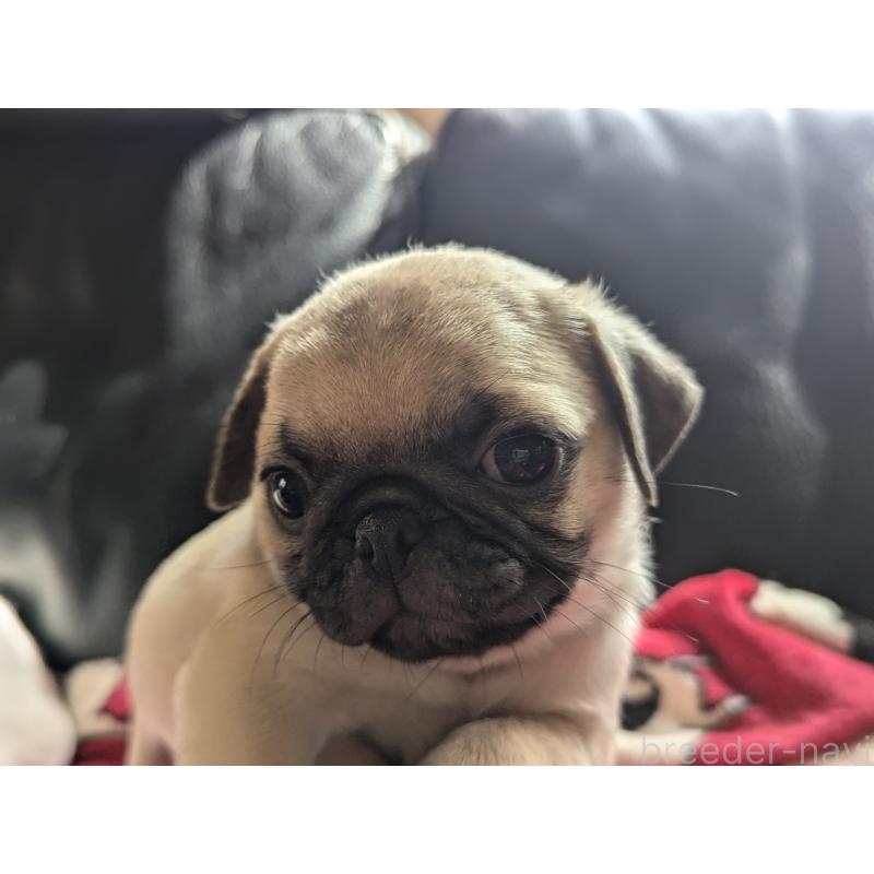 成約済の愛知県のパグ-407254の3枚目