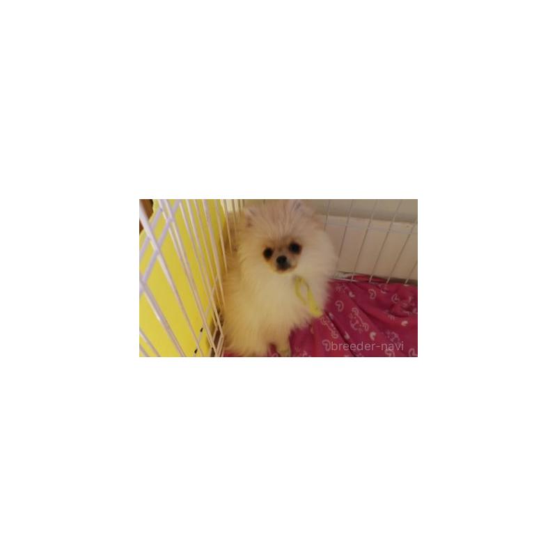 リオンくん1枚目