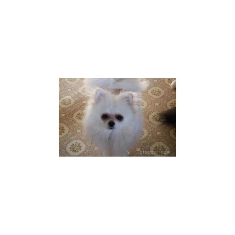 ラブちゃん1枚目
