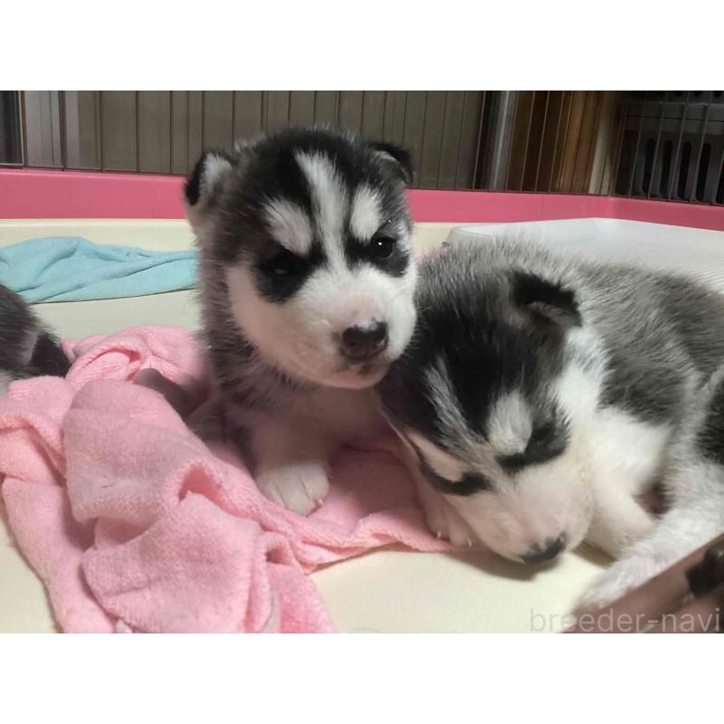 販売中の神奈川県のシベリアンハスキー-411838の6枚目