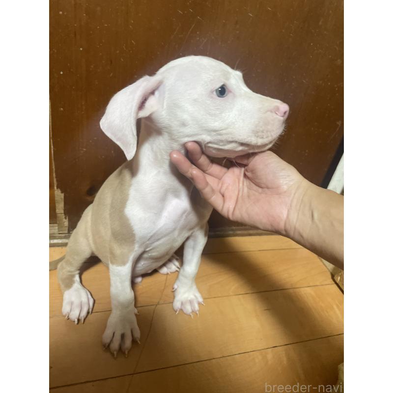 販売中の佐賀県のアメリカンピットブルテリア-411844の7枚目