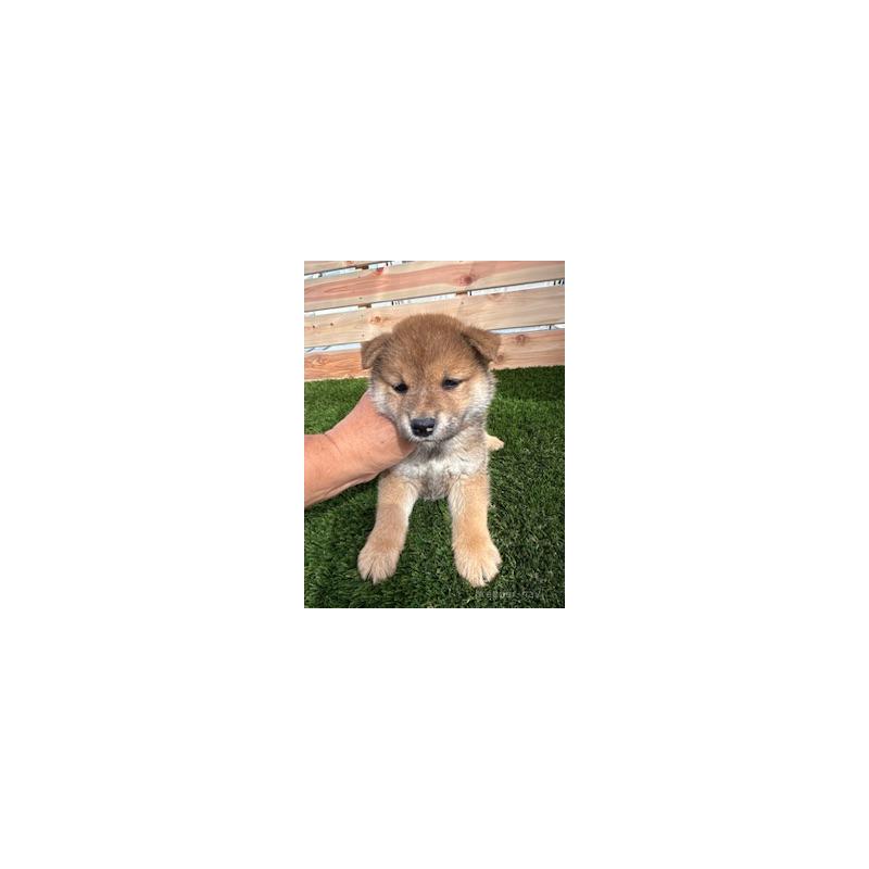 販売中の広島県の柴犬-411848の4枚目