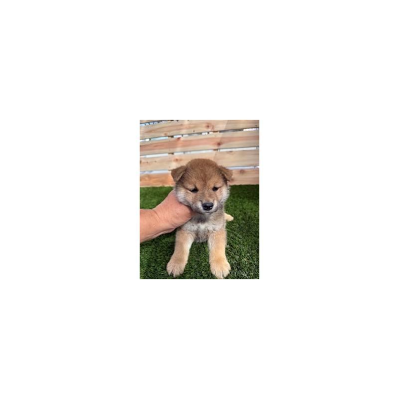 販売中の広島県の柴犬-411848の3枚目