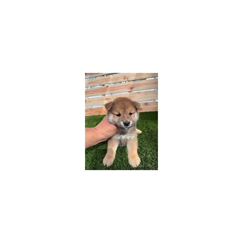 販売中の広島県の柴犬-411848の2枚目