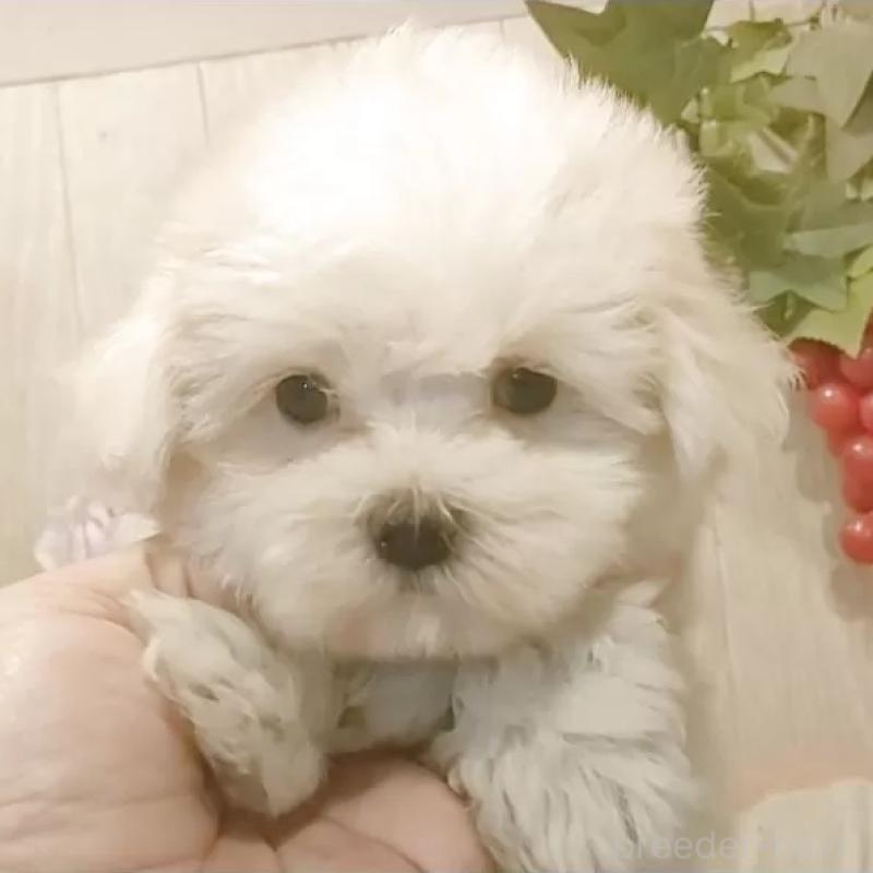 販売中の愛知県のマルチーズ-411849の1枚目