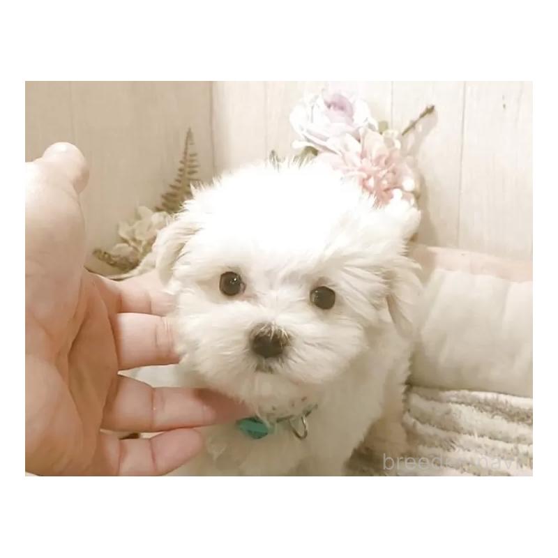 販売中の愛知県のマルチーズ-411849の6枚目