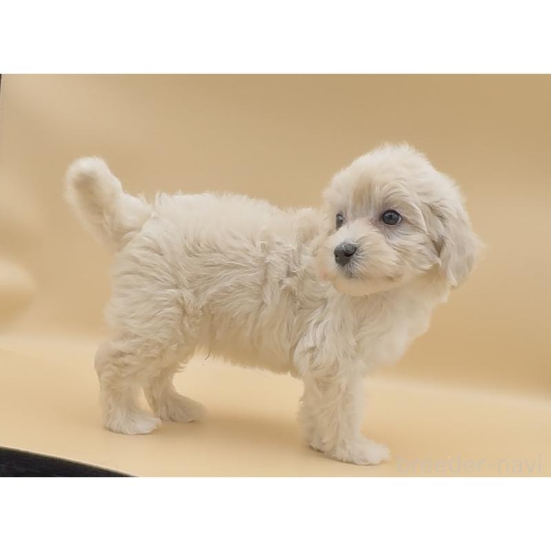 販売中の愛知県のマルプー:マルチーズ×トイプードル-411614の5枚目