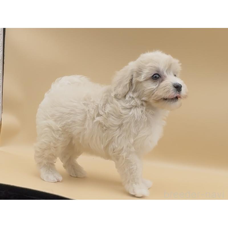 販売中の愛知県のマルプー:マルチーズ×トイプードル-411614の2枚目
