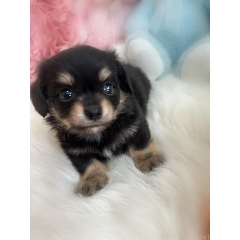 成約済の香川県のチワックス:チワワ×ミニチュアダックスフンド-409025の14枚目