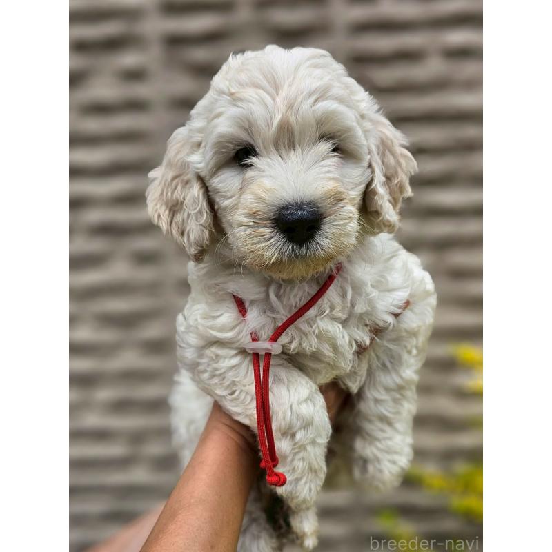 成約済の長野県のゴールデンドゥードル:ゴールデンレトリーバー×プードル-408118の1枚目