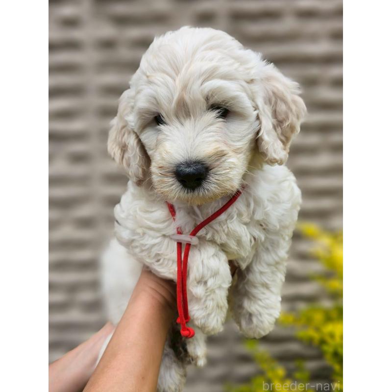 成約済の長野県のゴールデンドゥードル:ゴールデンレトリーバー×プードル-408118の2枚目