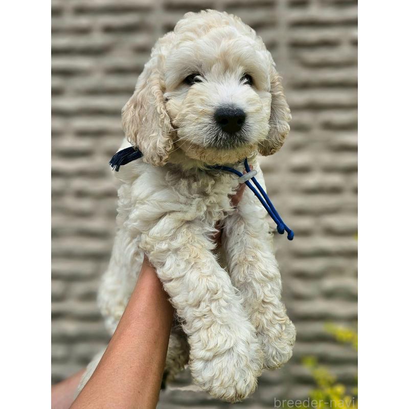 成約済の長野県のゴールデンドゥードル:ゴールデンレトリーバー×プードル-408113の9枚目