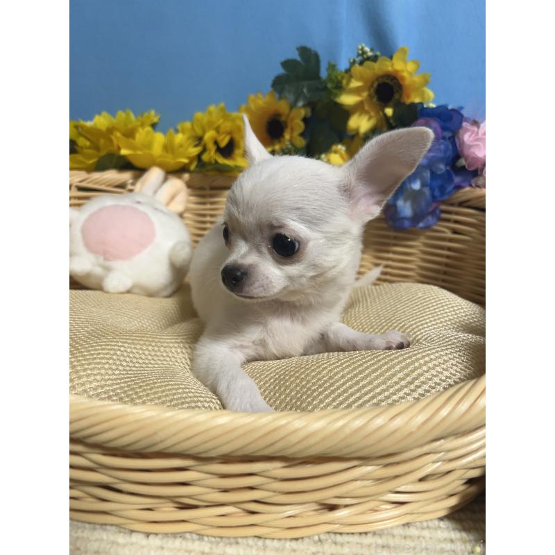 成約済の福岡県のチワワ(スムースコート)-404550の9枚目