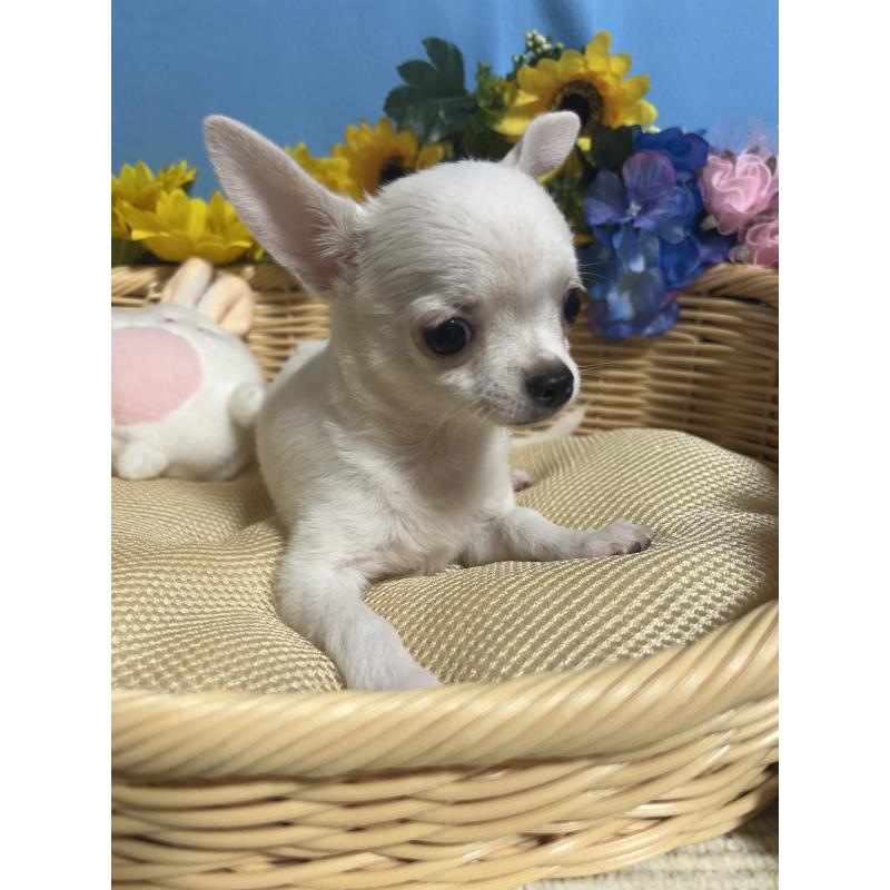 成約済の福岡県のチワワ(スムースコート)-404550の8枚目