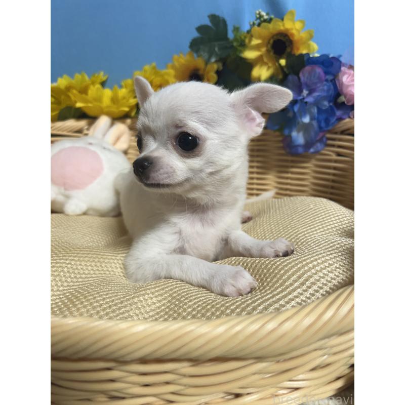 成約済の福岡県のチワワ(スムースコート)-404550の5枚目