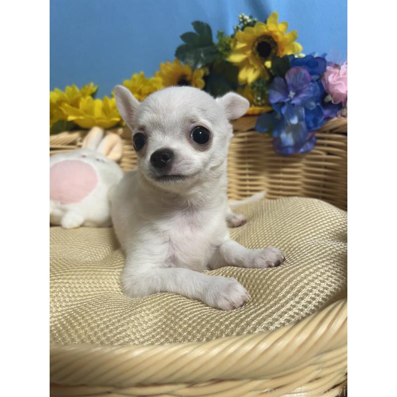 成約済の福岡県のチワワ(スムースコート)-404550の4枚目