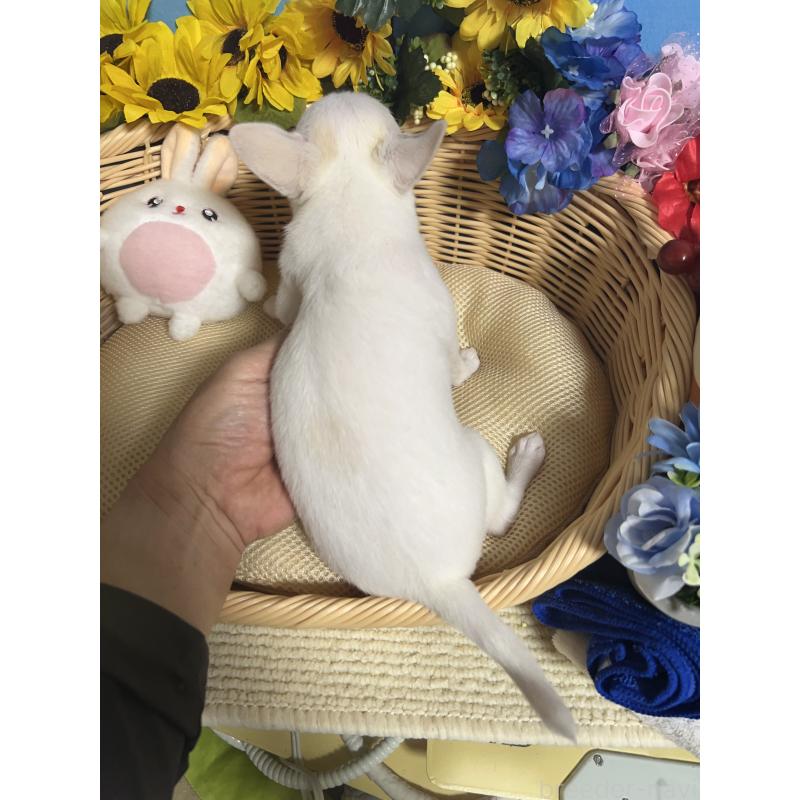 成約済の福岡県のチワワ(スムースコート)-404550の2枚目