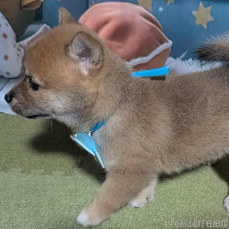 販売中の岡山県の豆柴-411634の5枚目