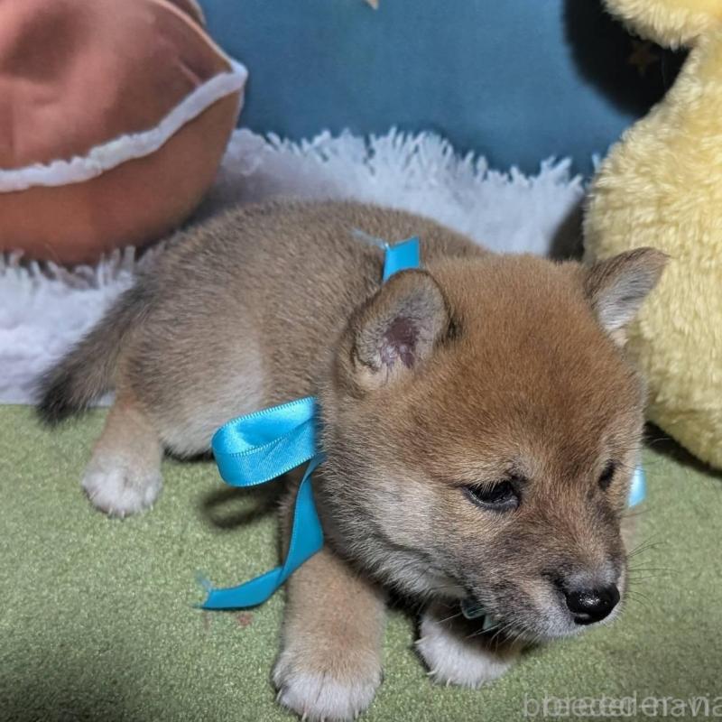 販売中の岡山県の豆柴-411634の4枚目