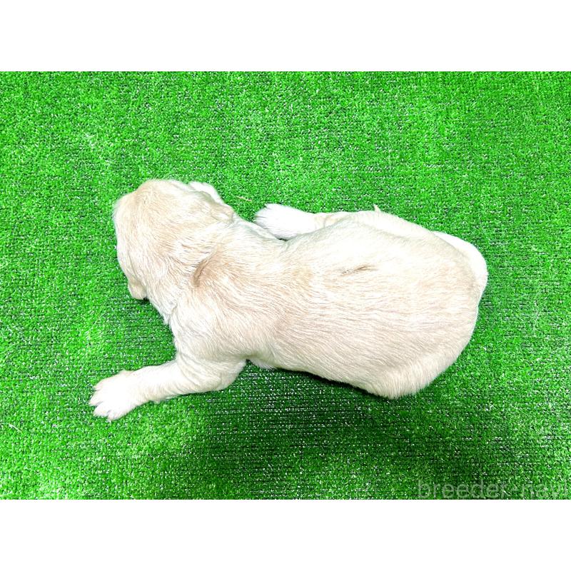 成約済の大阪府のゴールデンレトリーバー-410464の2枚目