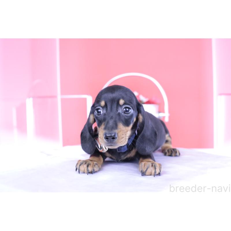 成約済の愛知県のカニンヘンダックスフンド(スムースヘアード)-406237の15枚目