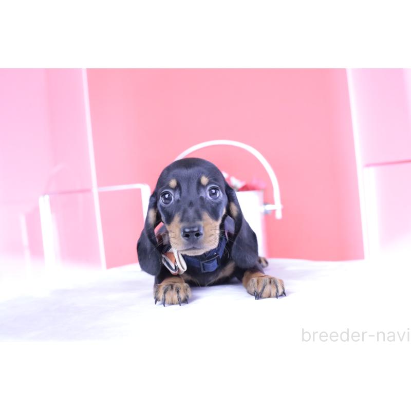 成約済の愛知県のカニンヘンダックスフンド(スムースヘアード)-406237の14枚目