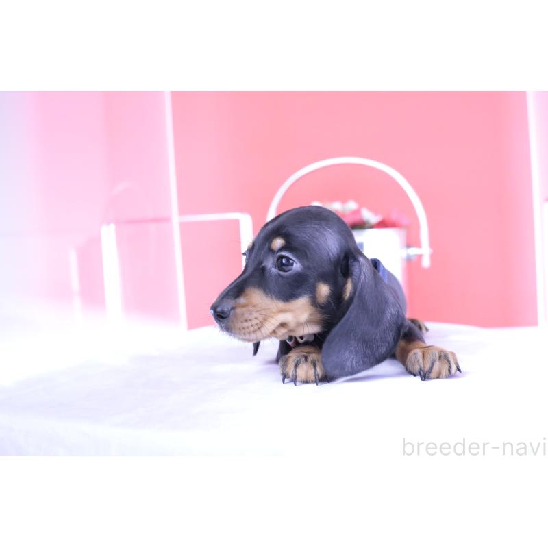 成約済の愛知県のカニンヘンダックスフンド(スムースヘアード)-406237の10枚目