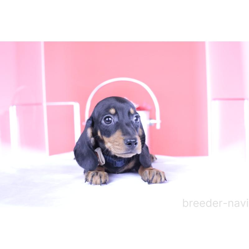 成約済の愛知県のカニンヘンダックスフンド(スムースヘアード)-406237の9枚目