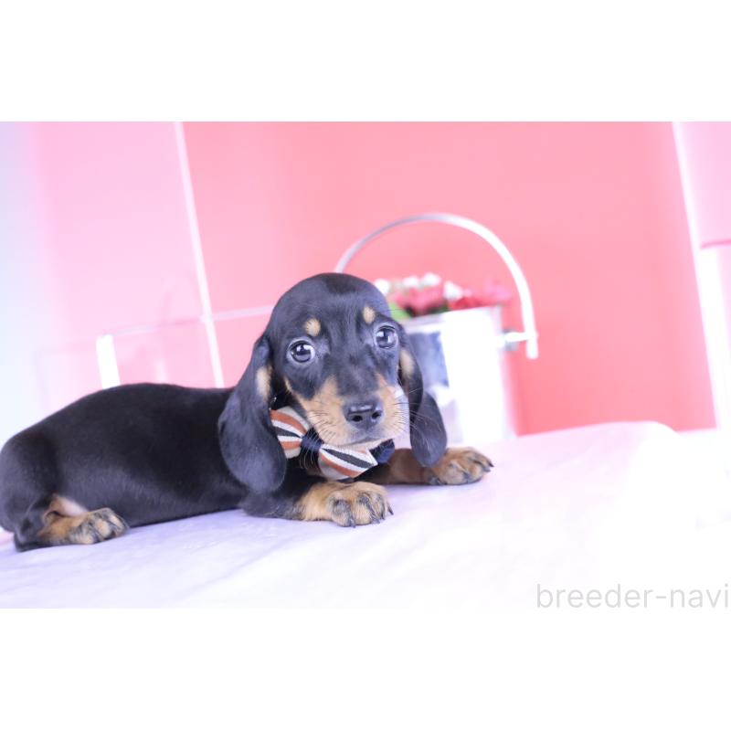 成約済の愛知県のカニンヘンダックスフンド(スムースヘアード)-406237の6枚目