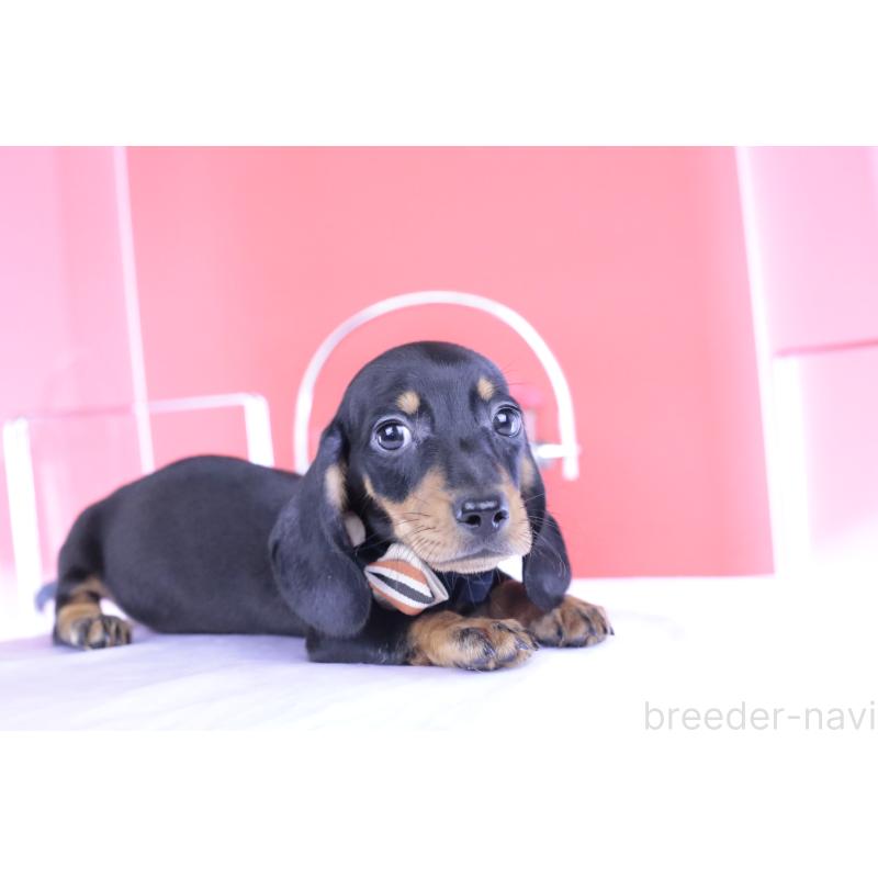 成約済の愛知県のカニンヘンダックスフンド(スムースヘアード)-406237の3枚目