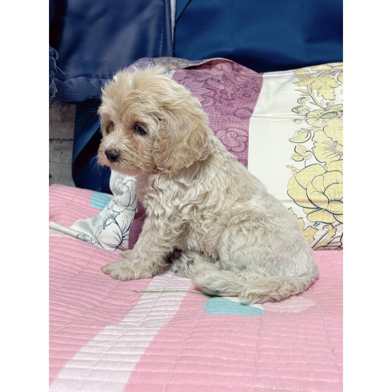 販売中の愛知県のミックス犬-411862の5枚目