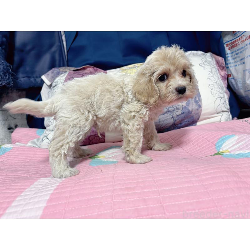 販売中の愛知県のミックス犬-411862の4枚目