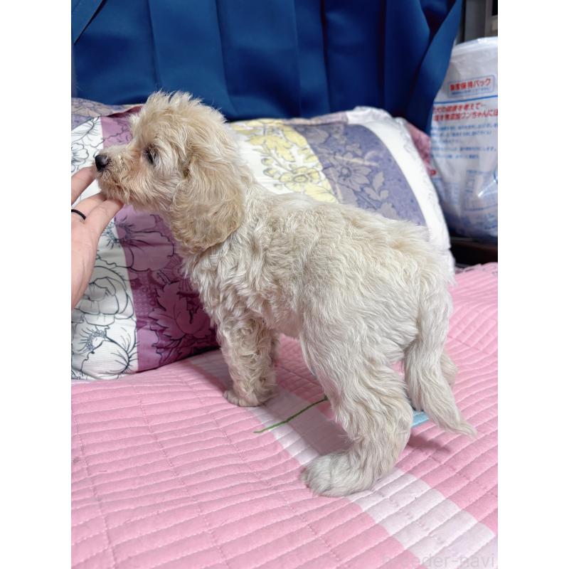 販売中の愛知県のミックス犬-411862の3枚目