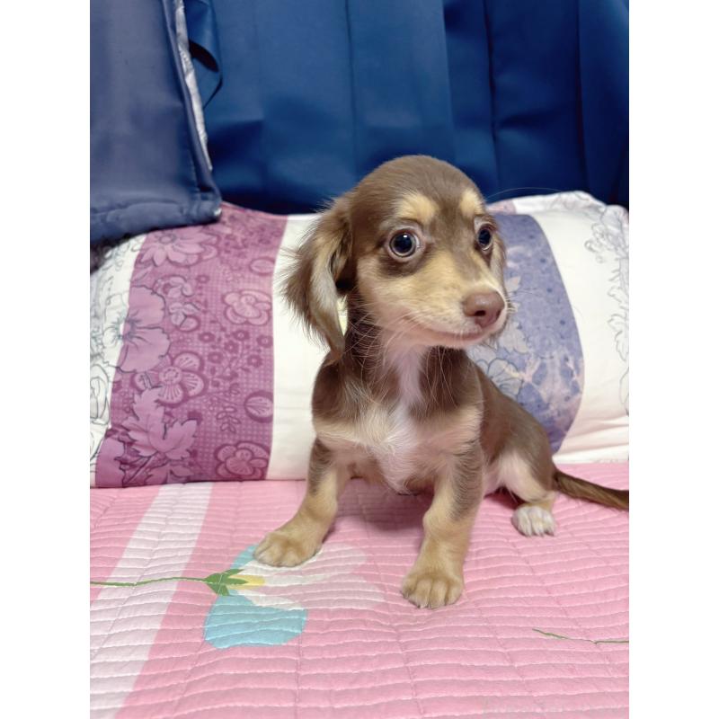 販売中の愛知県のチワックス:チワワ×ミニチュアダックスフンド-403373の3枚目